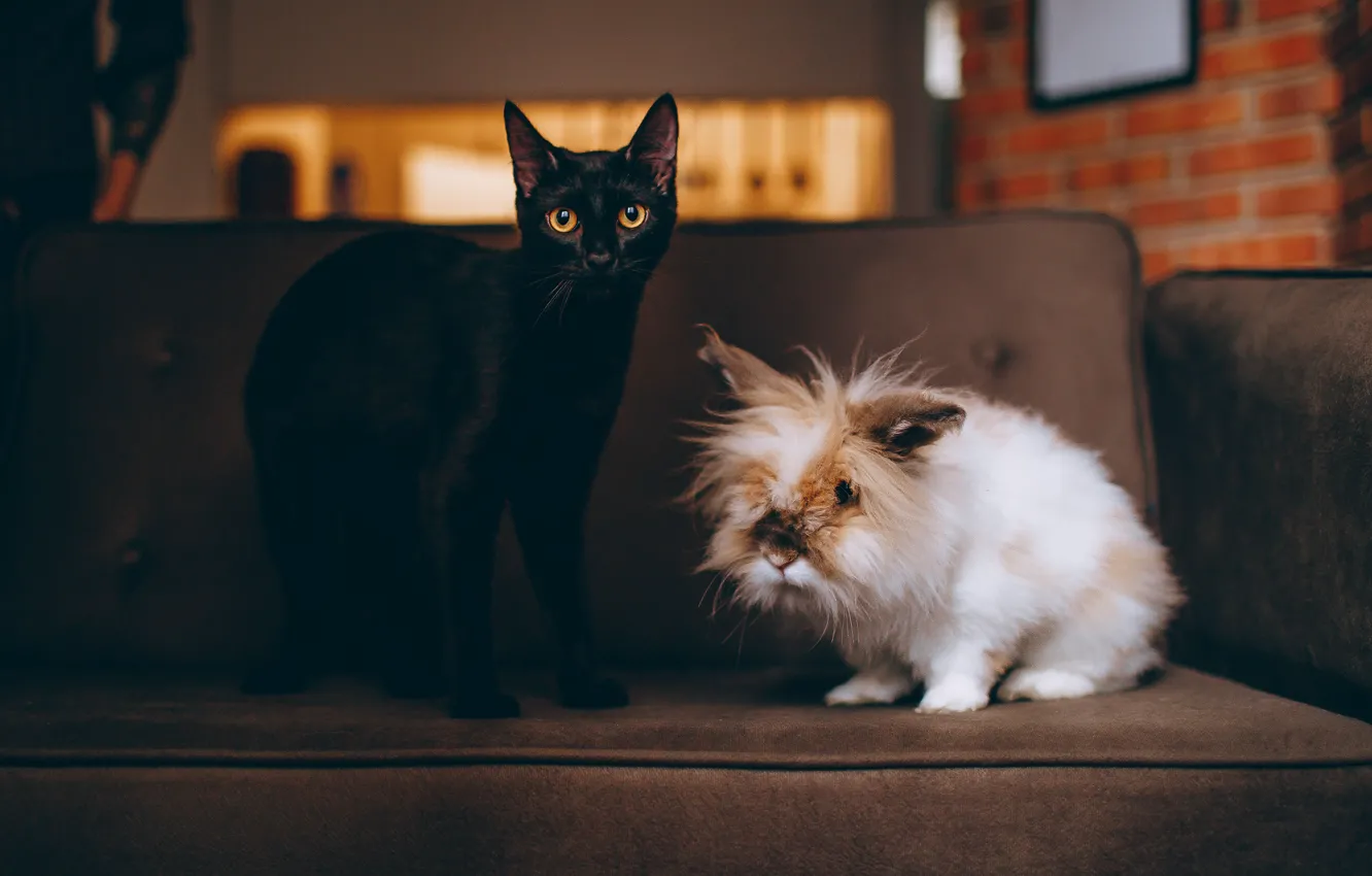 Фото обои кошка, белый, кот, взгляд, поза, дом, темный фон, комната