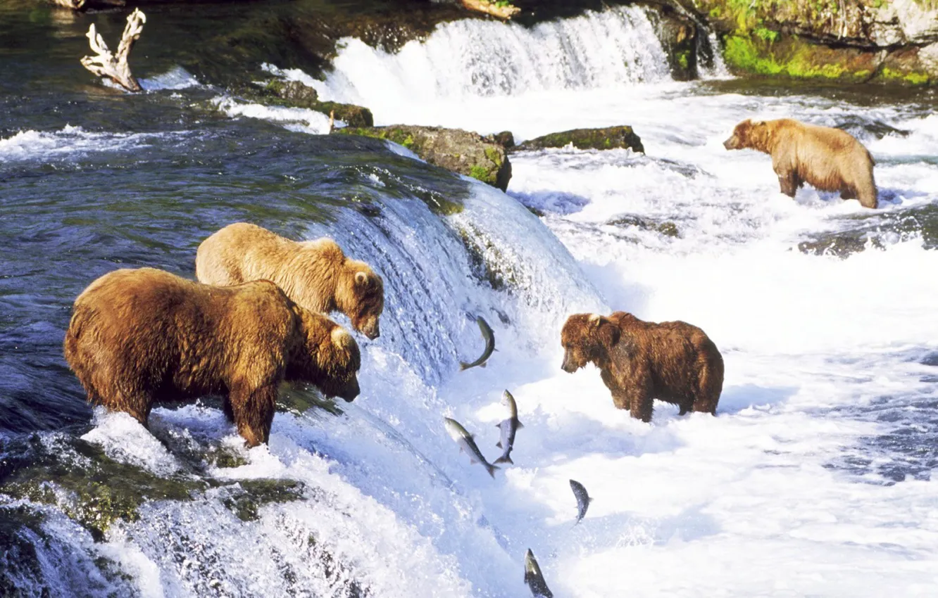 Фото обои пейзаж, водопад, рыба, медведи, речка, river, landscape, waterfall