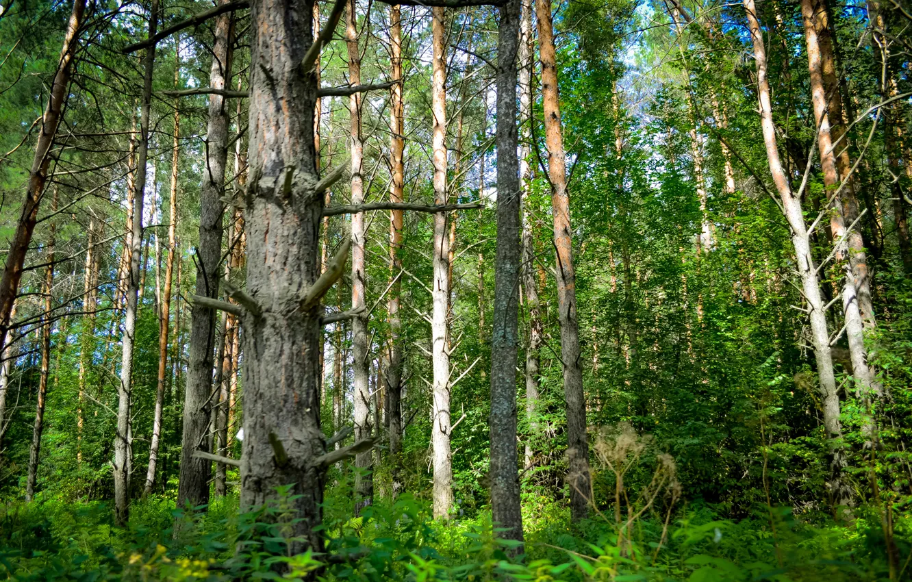 Фото обои зелень, лес, лето, тайга, Сибирь