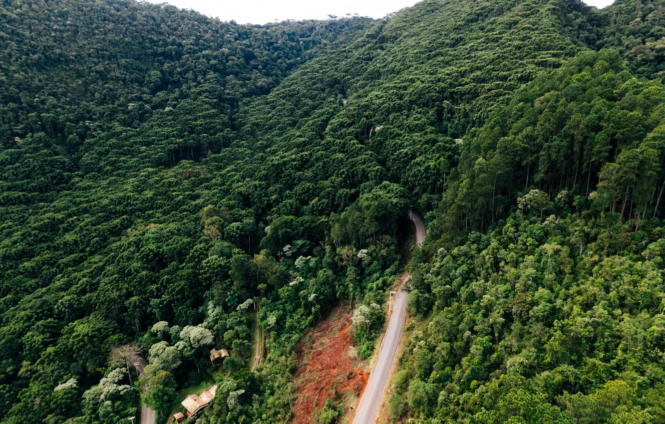 Фото обои дорога, лес, деревья, горы, Италия, forest, road, trees