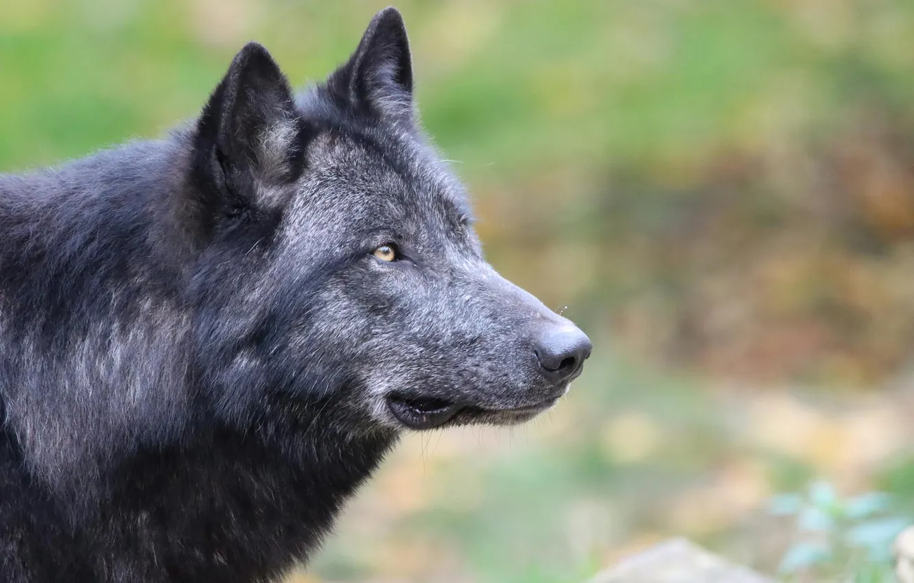 Фото обои nature, face, animal, wolf, wildlife, head, fur, mammal