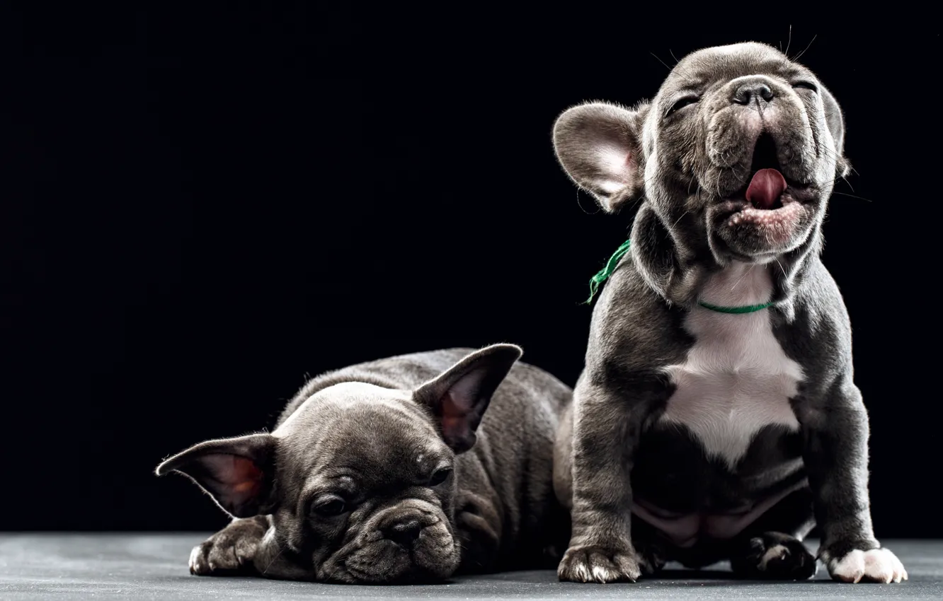 Фото обои собаки, фон, щенки, малыши, Французский бульдог, Сергей Сорокин