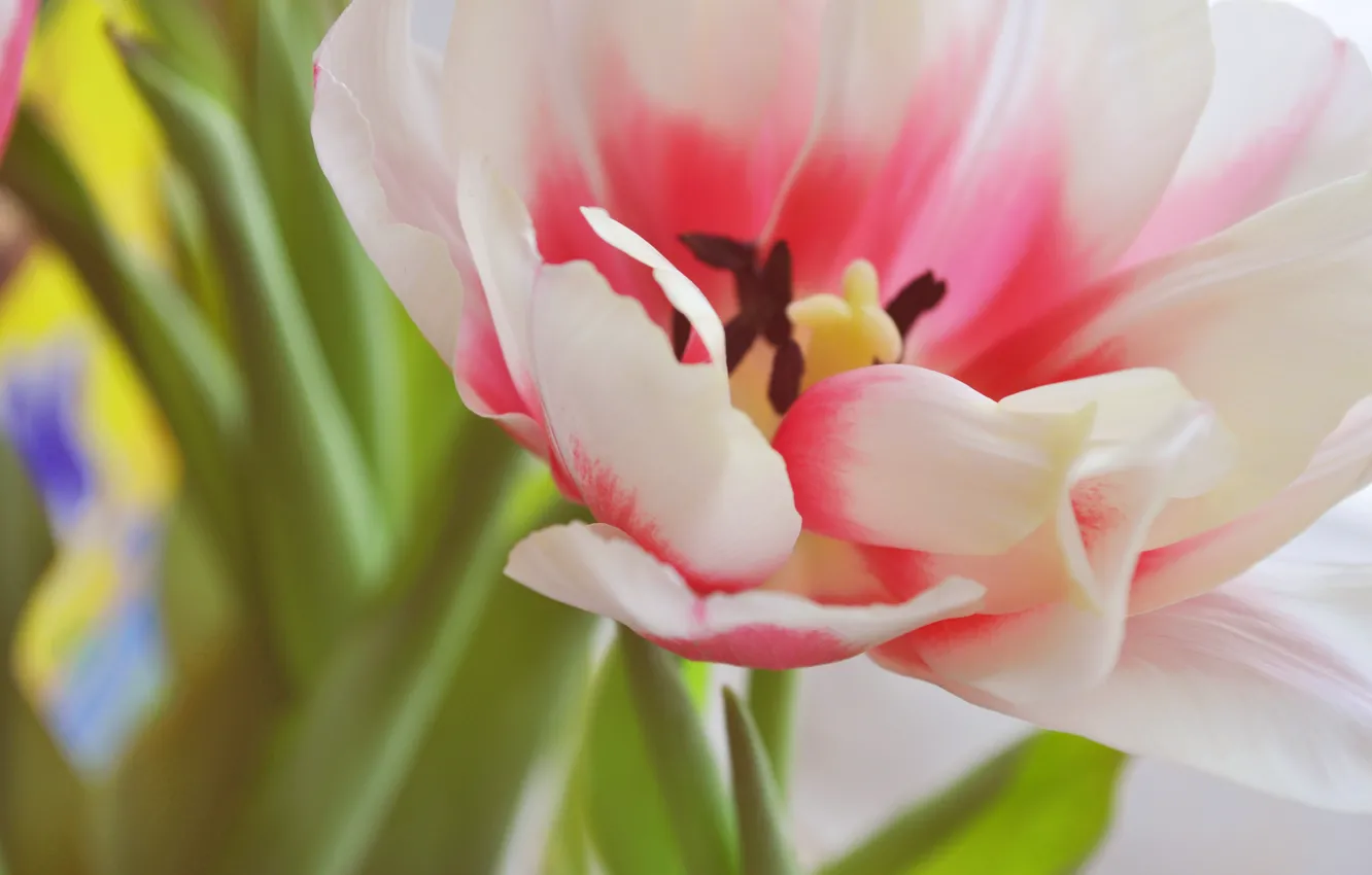 Фото обои цветок, тюльпан, весна