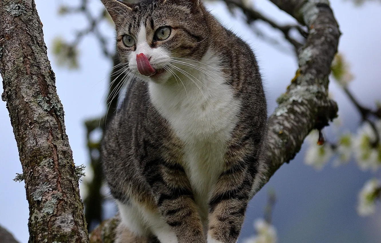 Фото обои язык, кошка, кот, ветки, дерево