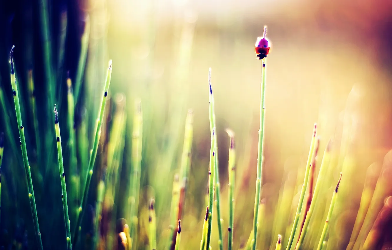 Фото обои трава, солнце, макро, лучи, природа, фото, фон, обои