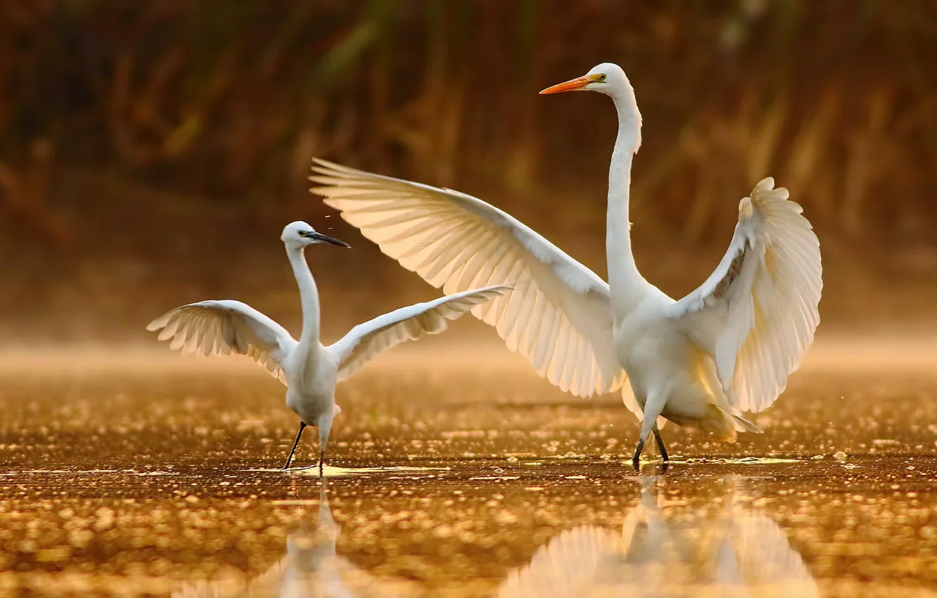 Фото обои вода, крылья, танец, клюв, белая цапля