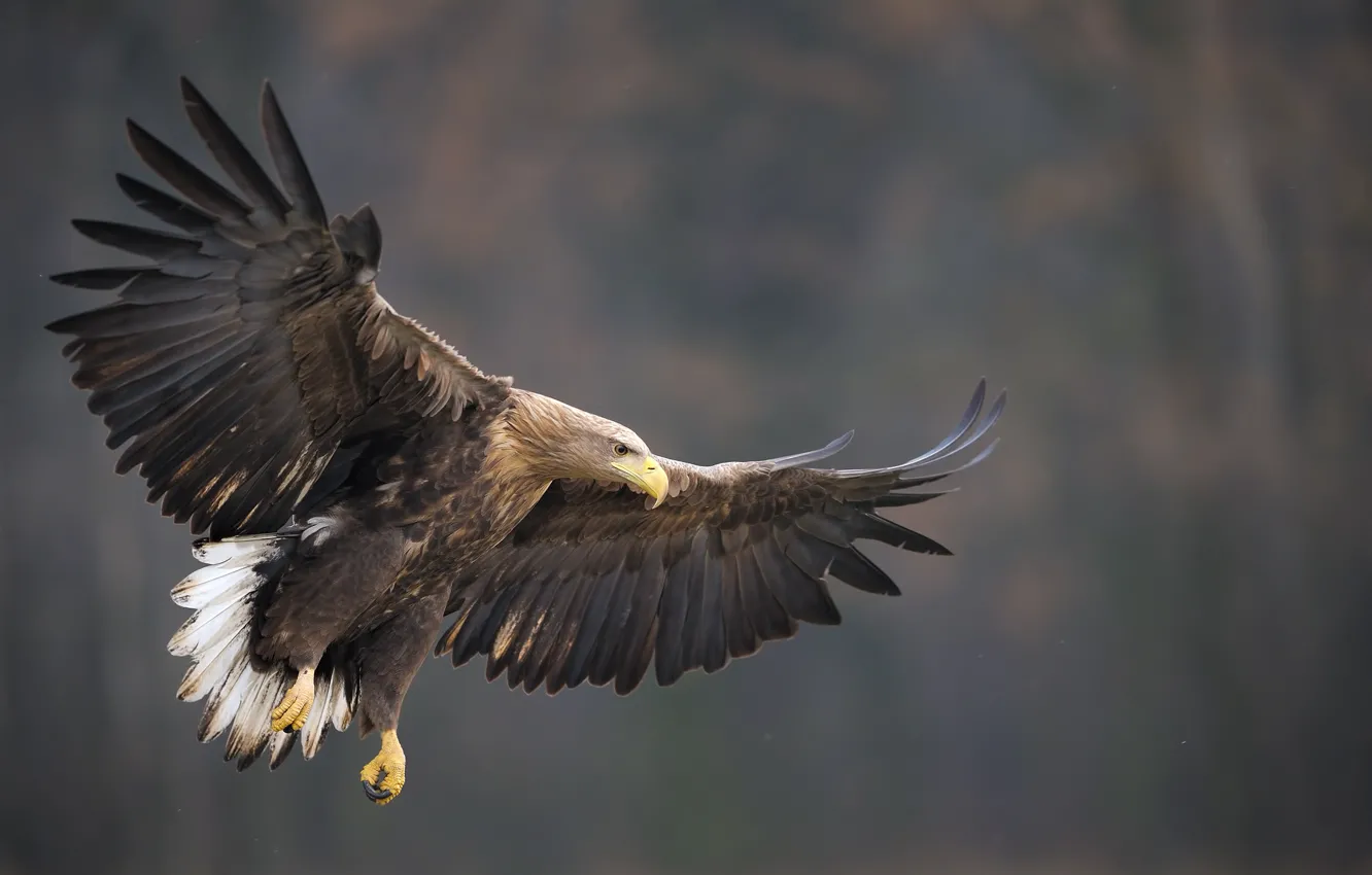 Фото обои природа, птица, крылья, полёт, размах, Ботев Калин, орёл-белохвост