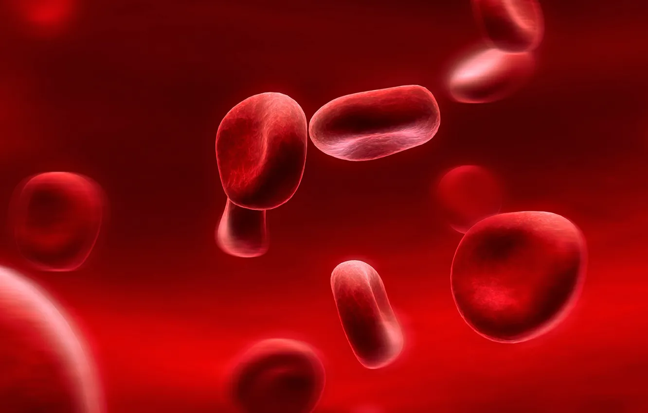Фото обои движение, анатомия, movement, anatomy, Эритроциты, red blood cells, красные клетки крови