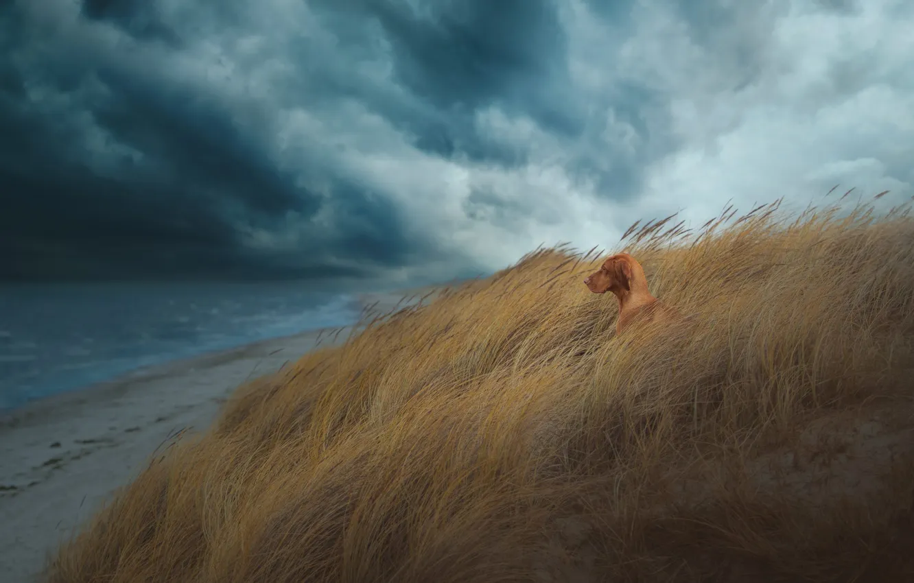 Фото обои storm, beach, sea, coast, dog, clouds, surf, dunes