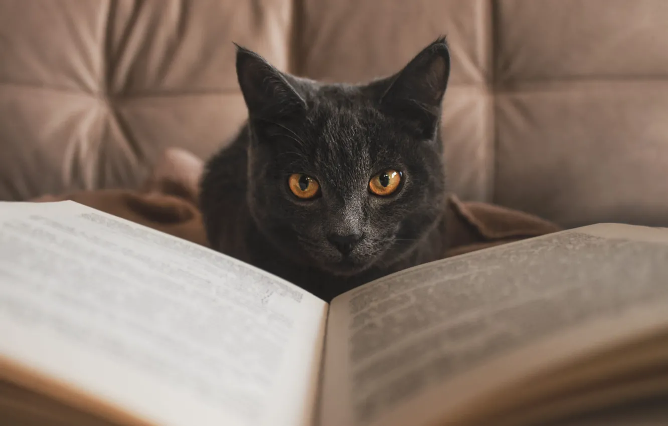 Фото обои кошка, кот, взгляд, серый, книга, мордашка, британский