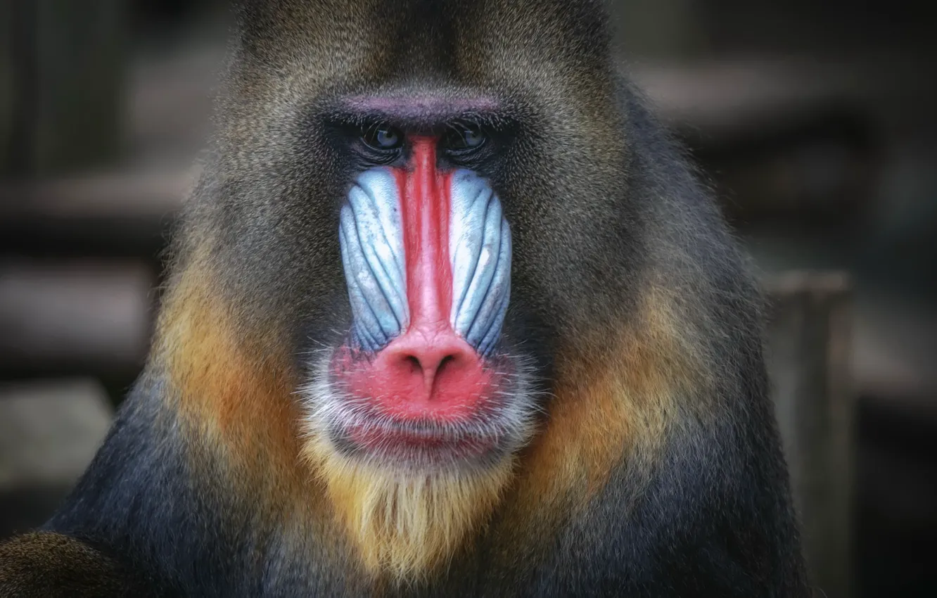 Фото обои monkey, primate, Mandrill