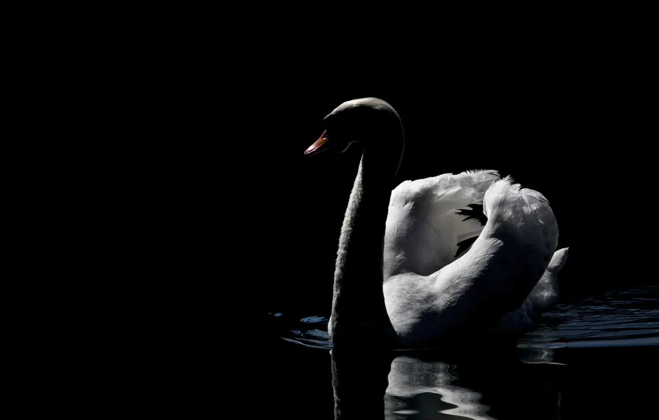 Фото обои dark, swan, photo, beautiful, lake, peaceful, MMaglica photo, MMaglica