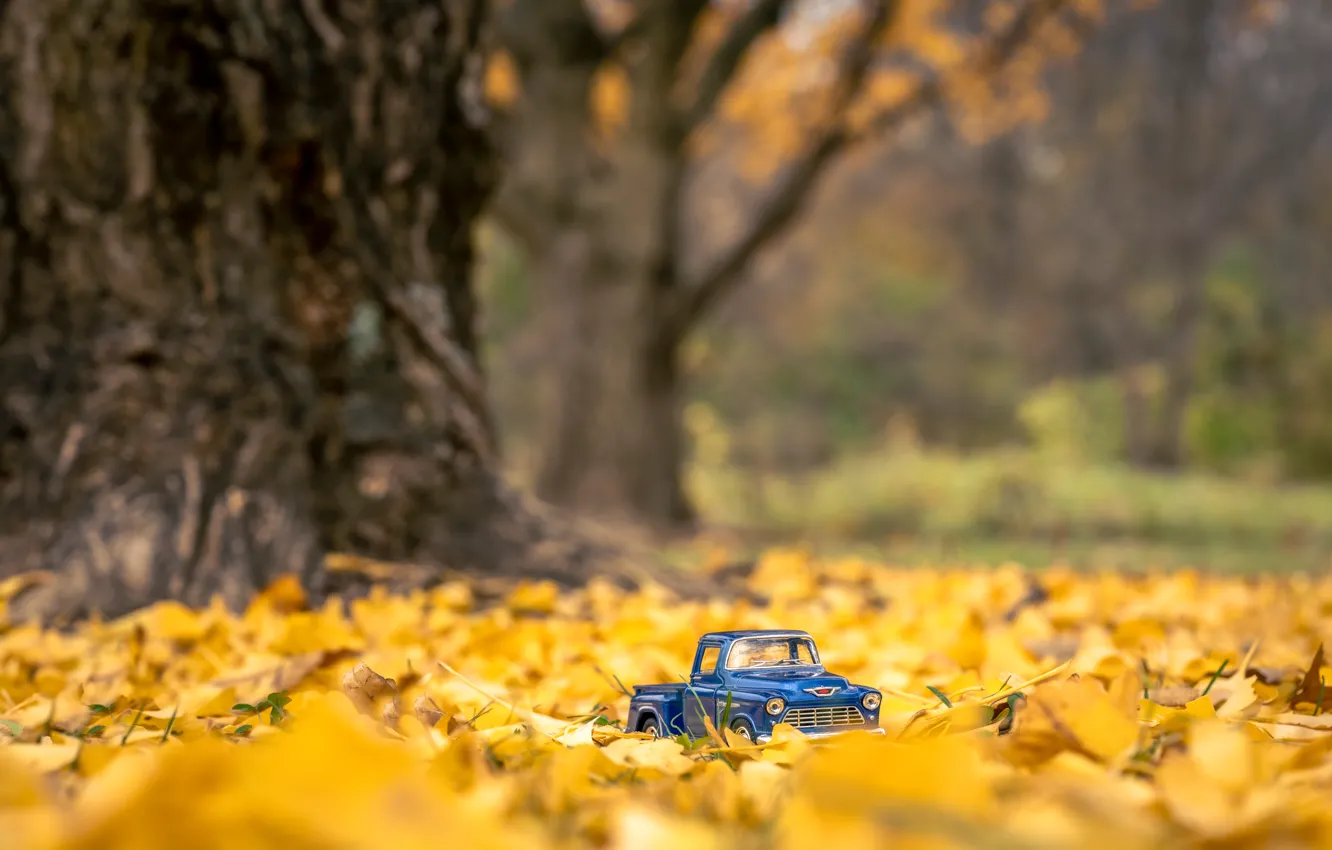 Фото обои машина, осень, парк, дерево, листва, игрушка, автомобиль, машинка