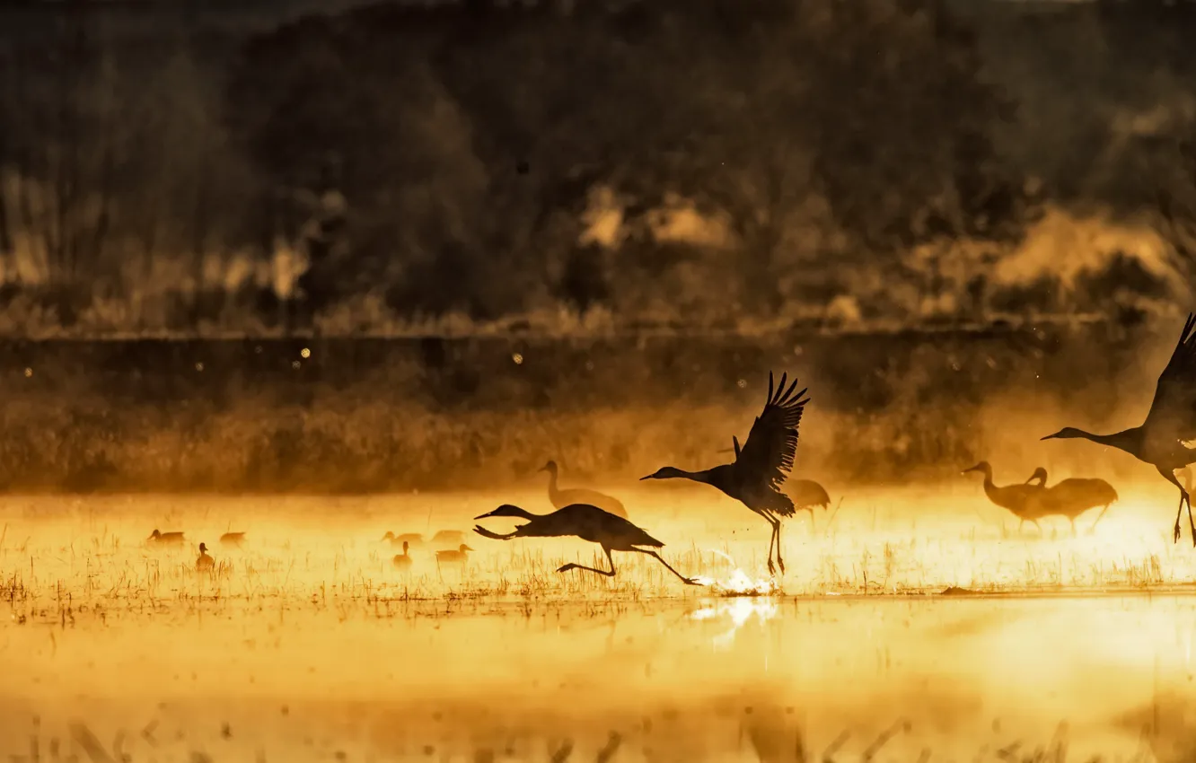 Фото обои птицы, туман, озеро, утро