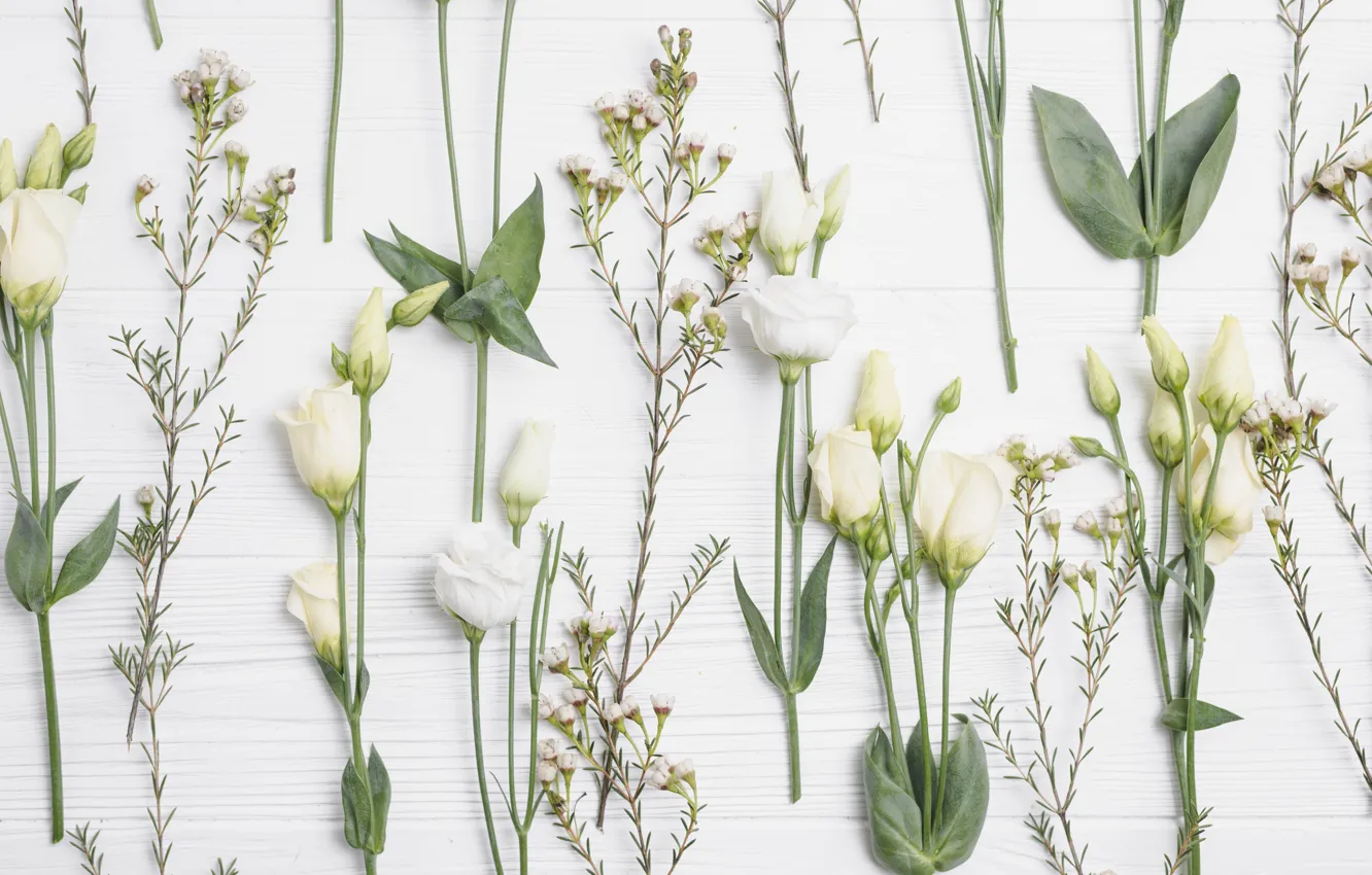 Фото обои цветы, весна, white, белые, бутоны, flowers, spring, decoration