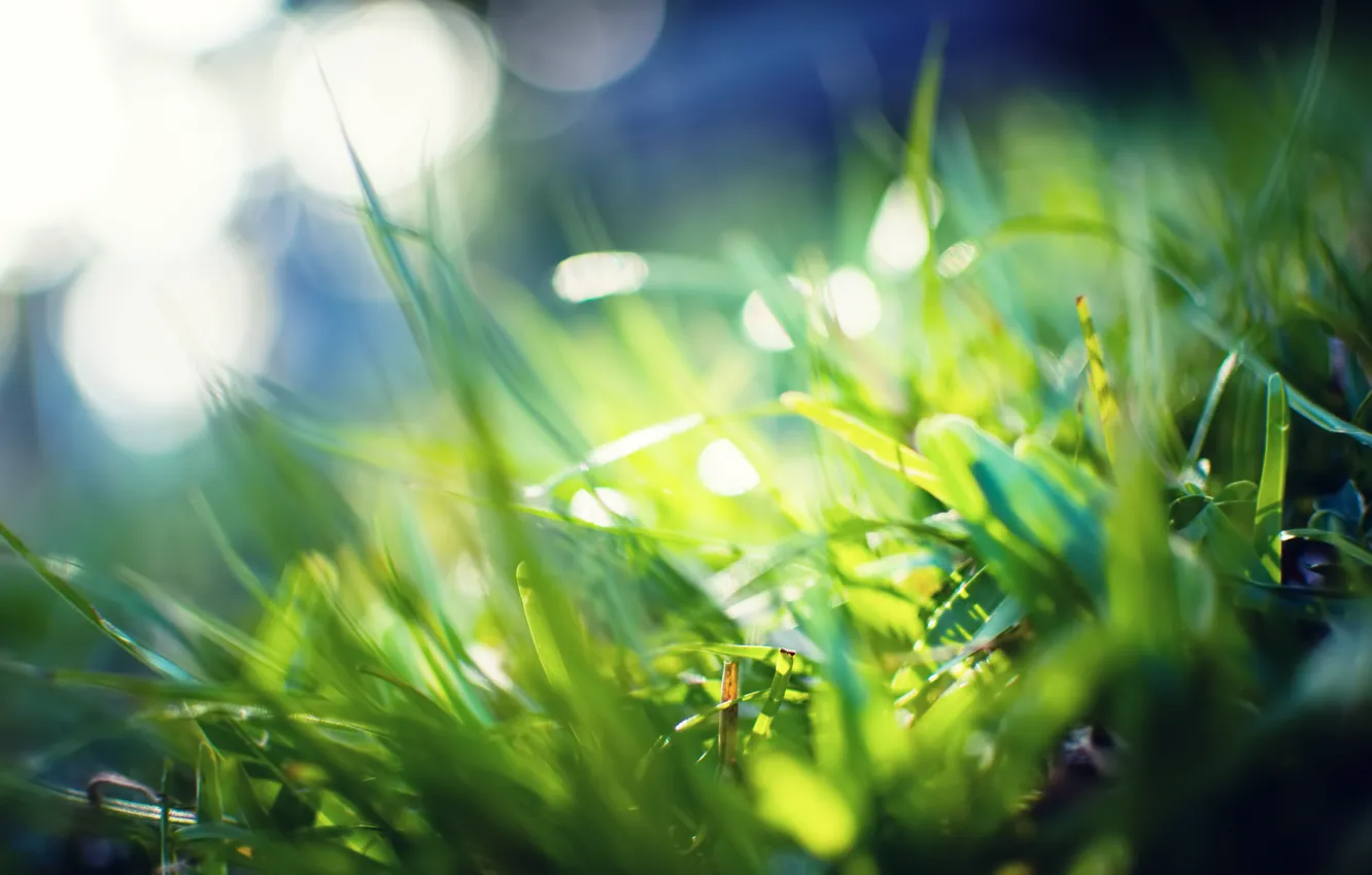 Фото обои зелень, трава, макро, лучи, свет, фото, фон, green