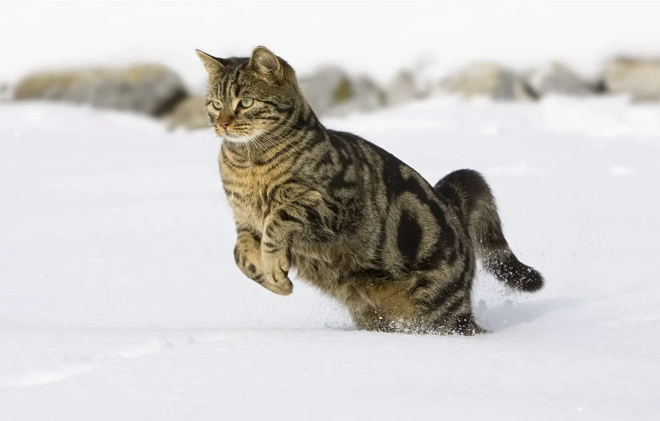 Фото обои снег, прыжок, полосатый кот