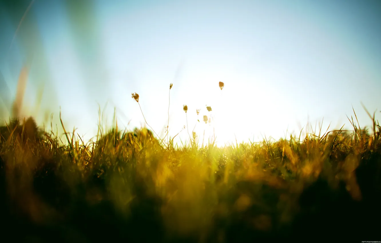 Фото обои зелень, лето, небо, трава, солнце, тепло