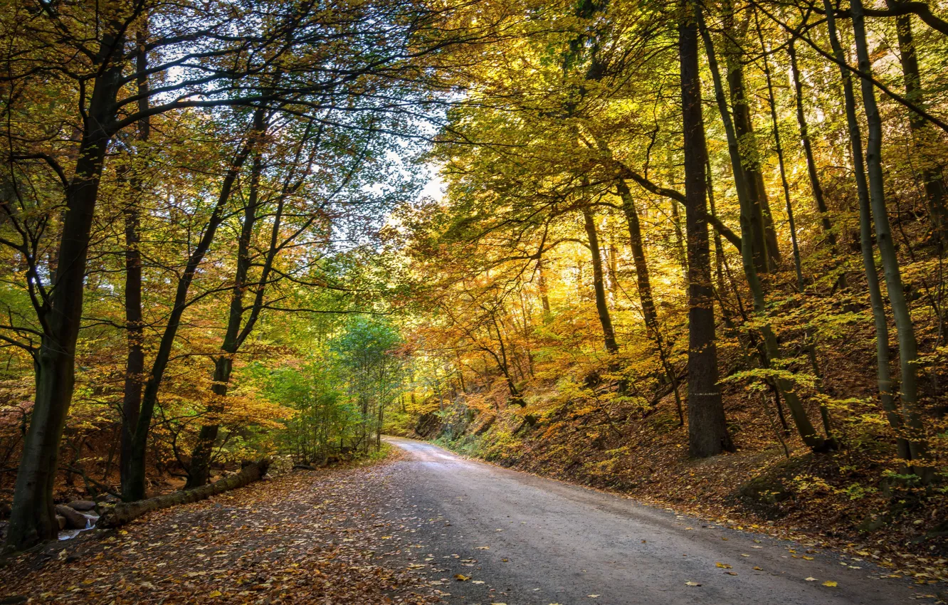 Фото обои осень, листья, закат, листва, желтые листья, hdr, дорога в лесу, ultra hd