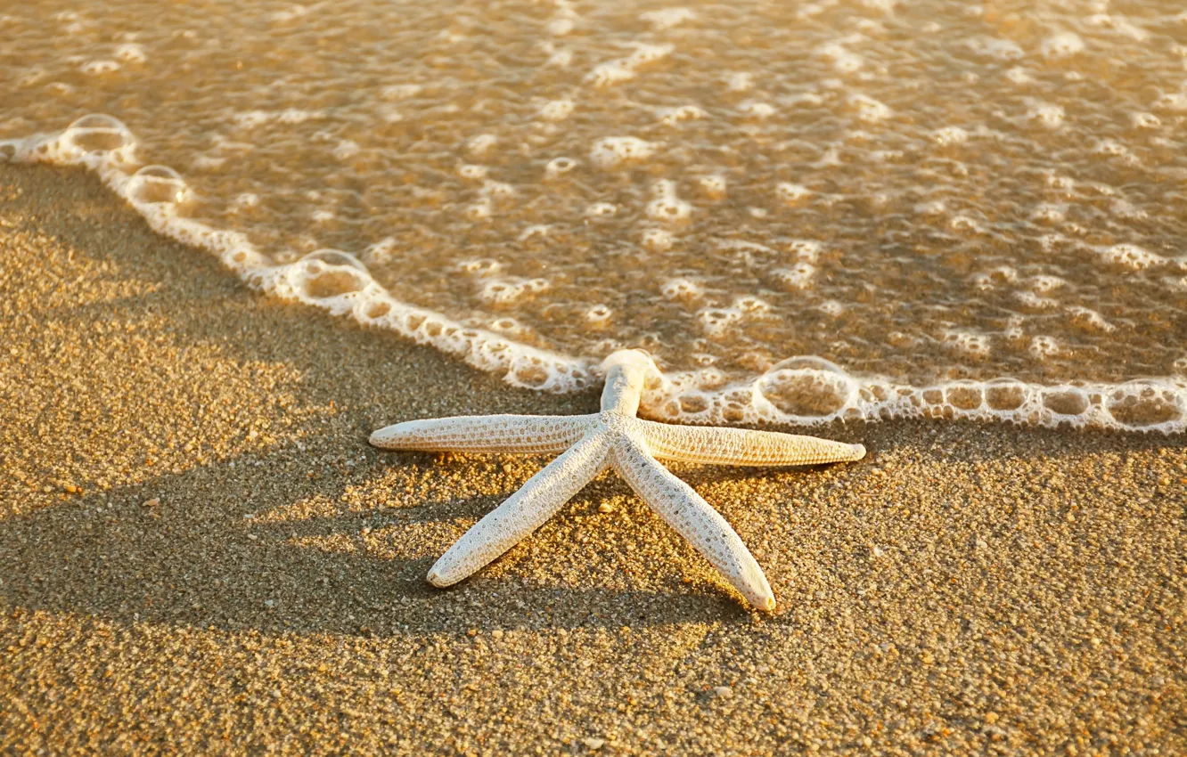 Фото обои песок, море, пляж, лето, звезда, summer, beach, sea
