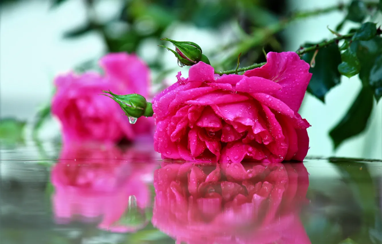 Фото обои цветок, вода, капли, отражение, розовая, роза, стебель, лежит