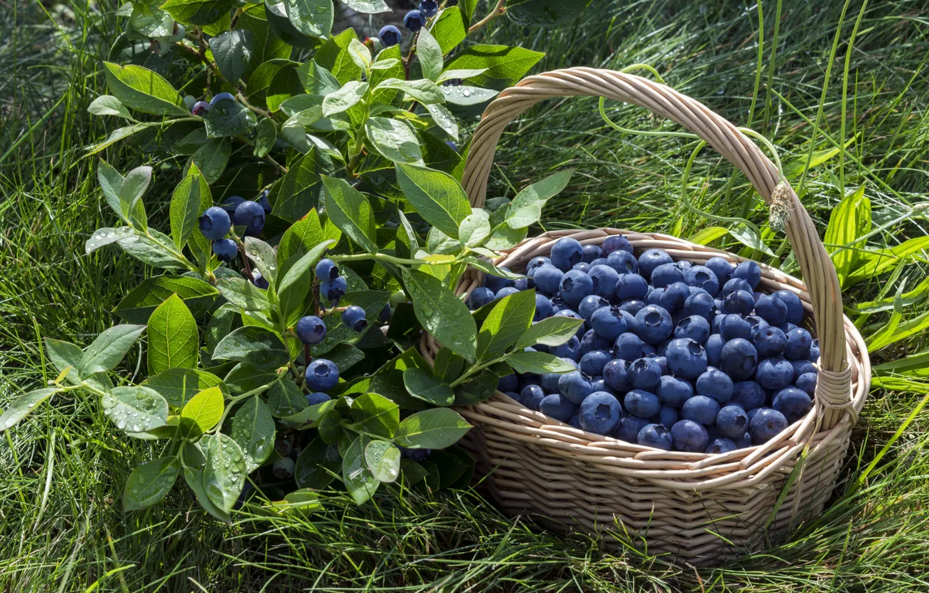 Фото обои ягоды, корзина, черника, fresh, blueberry, berries