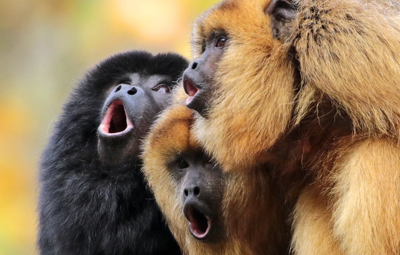 Фото обои обезьяны, трио, хор, троица, Чёрный ревун