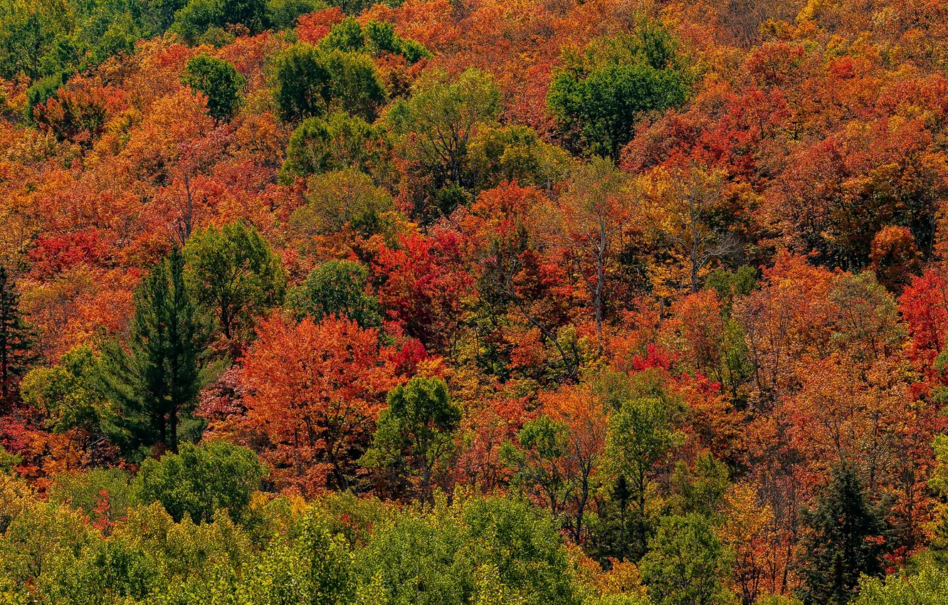 Фото обои осень, лес, деревья, парк, Канада, солнечно, Ontario, Algonquin Park
