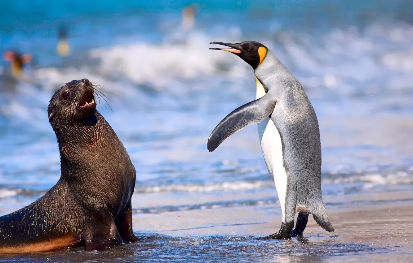 Фото обои море, пляж, океан, королевский пингвин, кергеленский морской котик