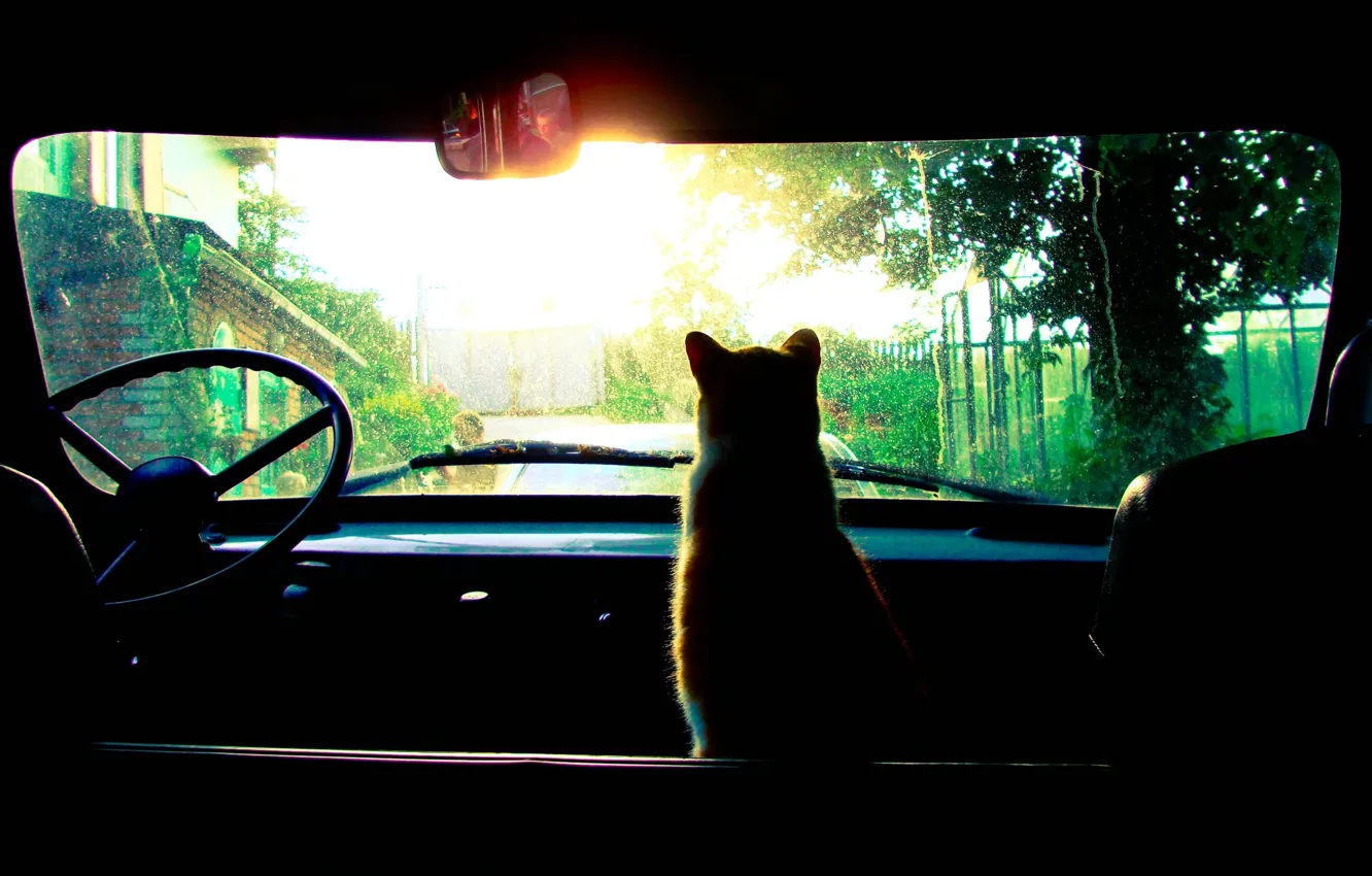 Фото обои машина, дождь, Кошка
