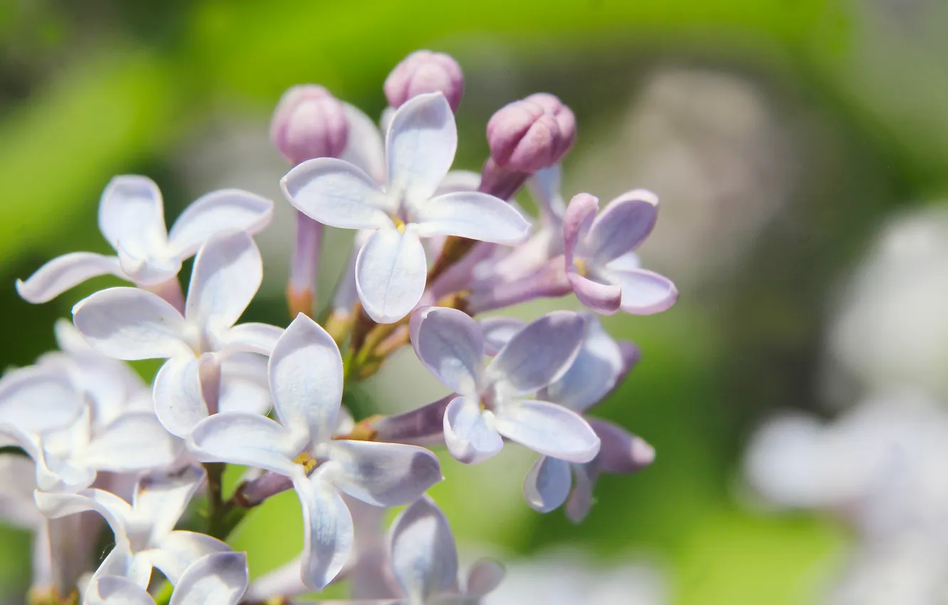 Фото обои flower, spring, lilac, twig