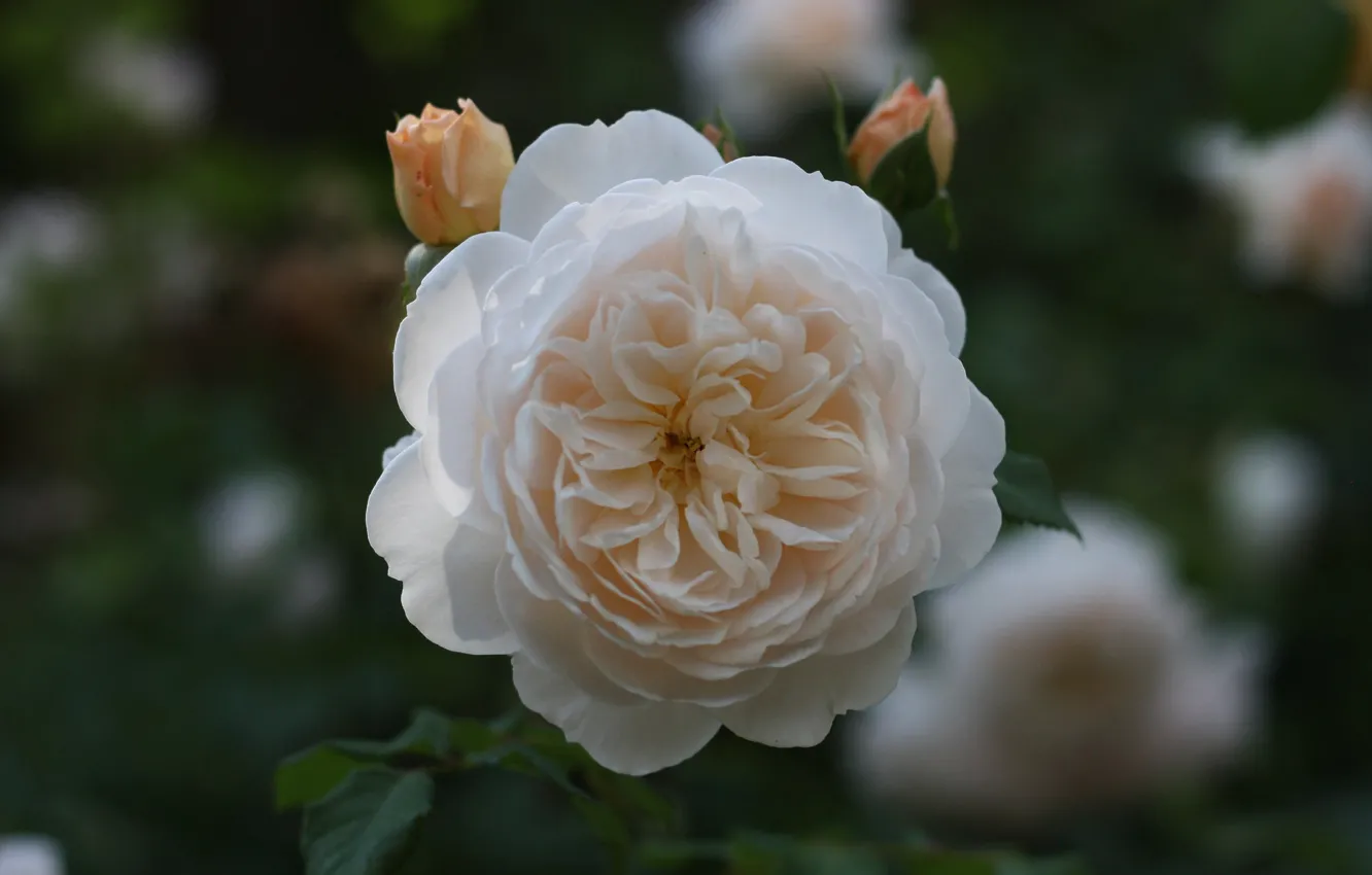 Фото обои фон, роза, кремовая роза