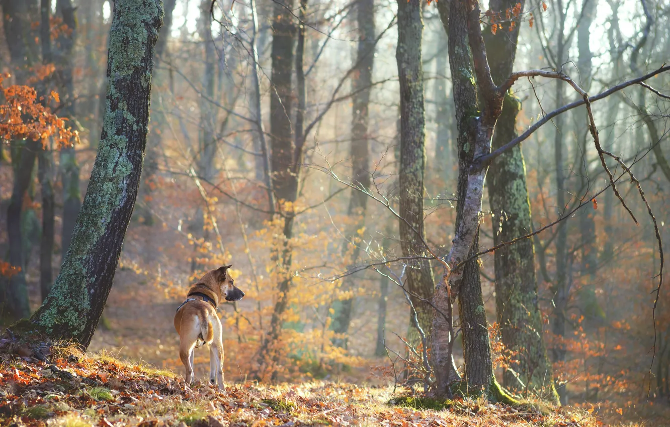 Фото обои лес, деревья, друг, собака