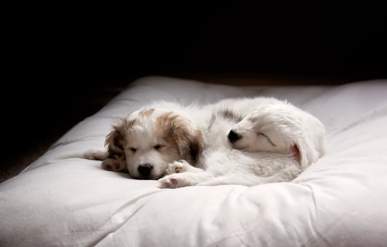 Фото обои собаки, уют, щенки