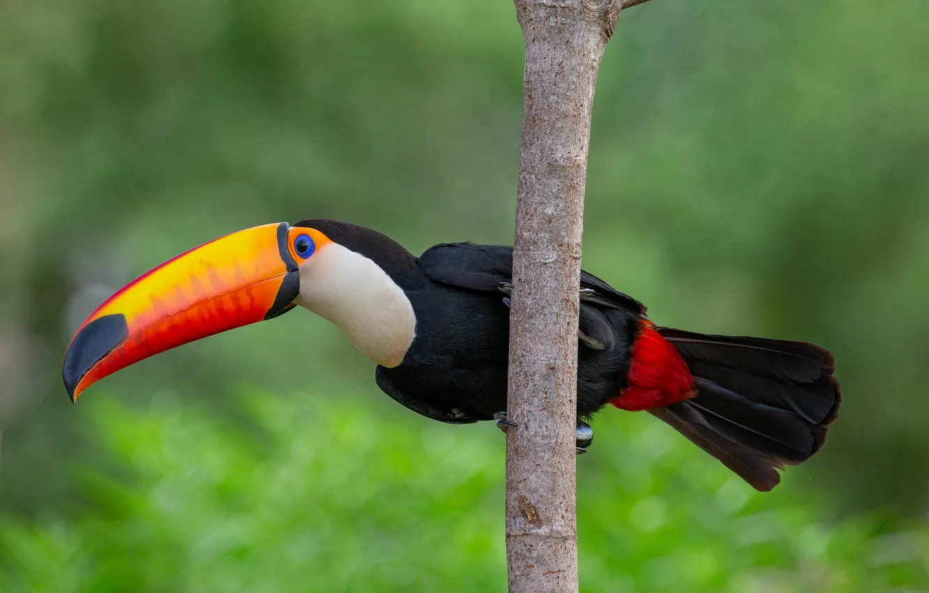 Фото обои tree, pose, majestic, toucan, beak