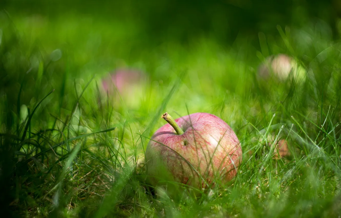 Фото обои трава, макро, яблоко