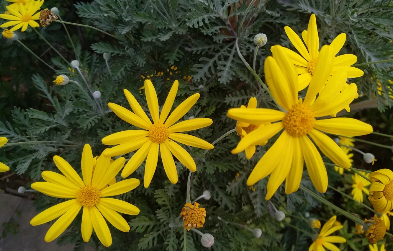 Фото обои Flowers, Yellow flowers, Жёлтые цветочки