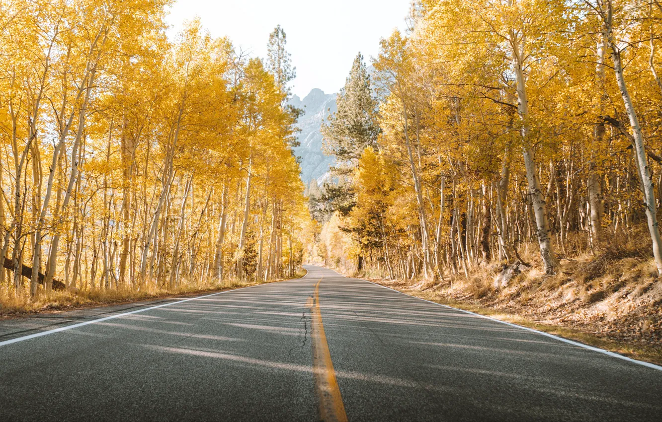 Фото обои road, trees, yellow, autumn, mountains, leaves, landscapes, asphalt
