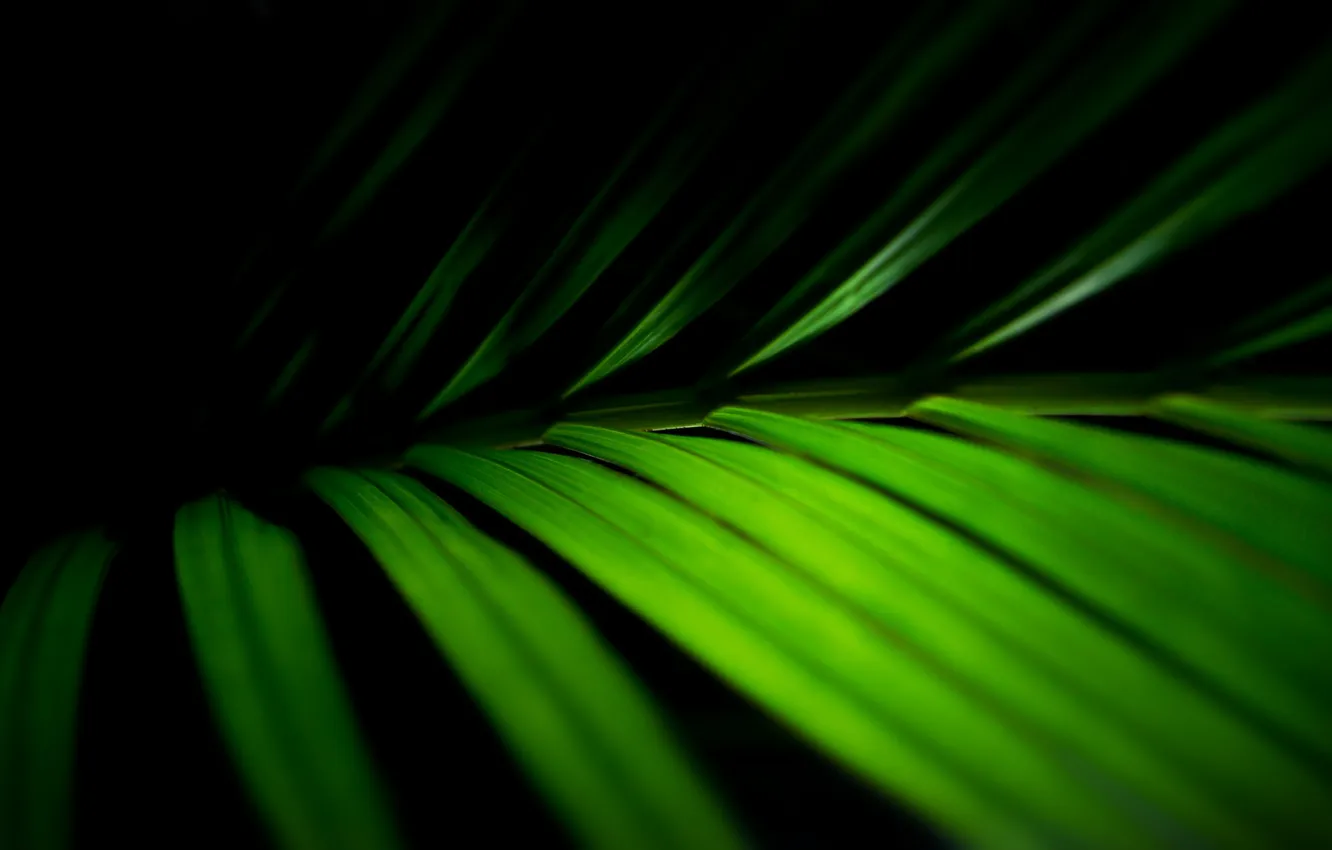 Фото обои листья, макро, фото, зелёный, green macro