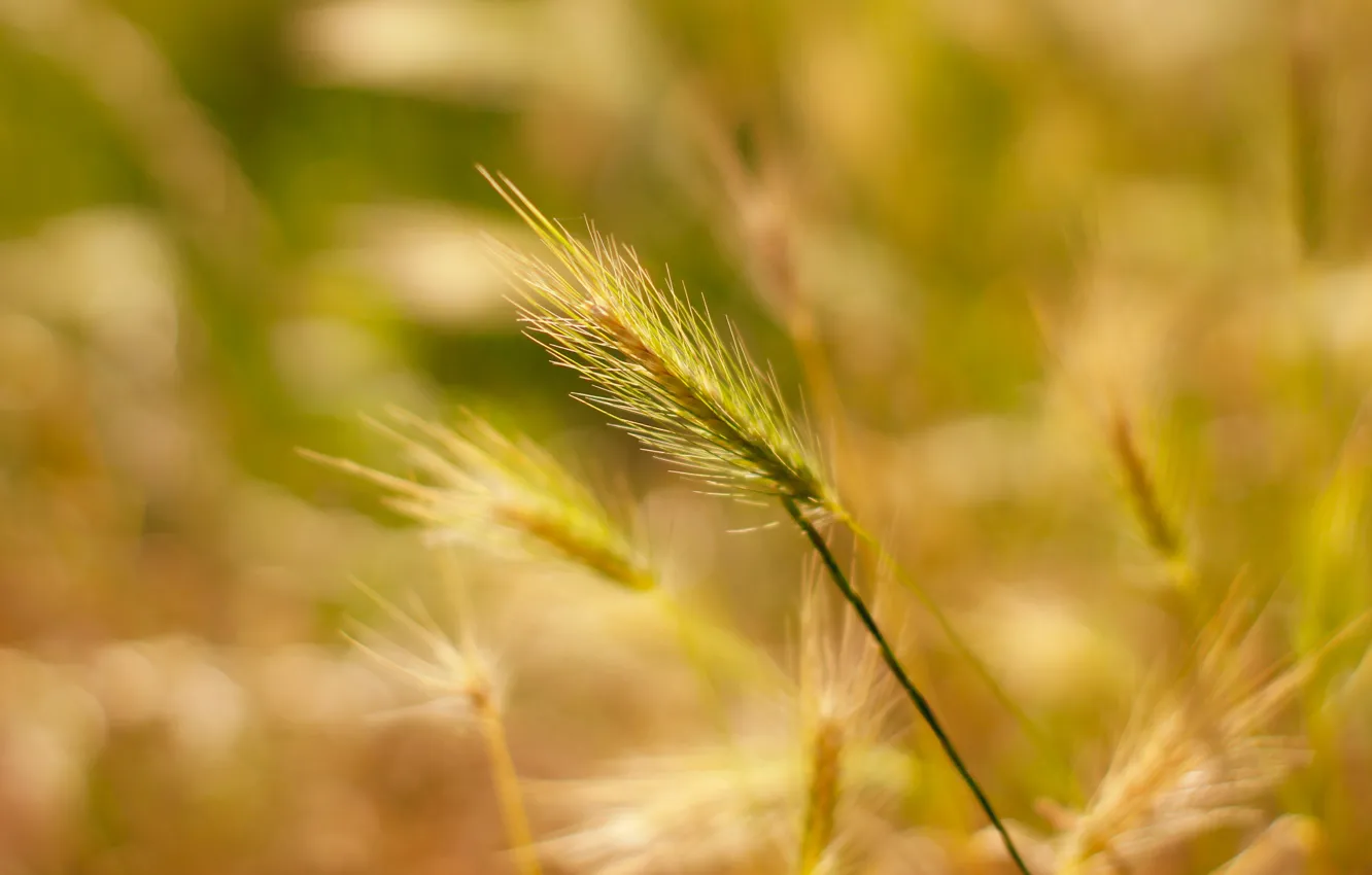 Фото обои grass, field, cereal