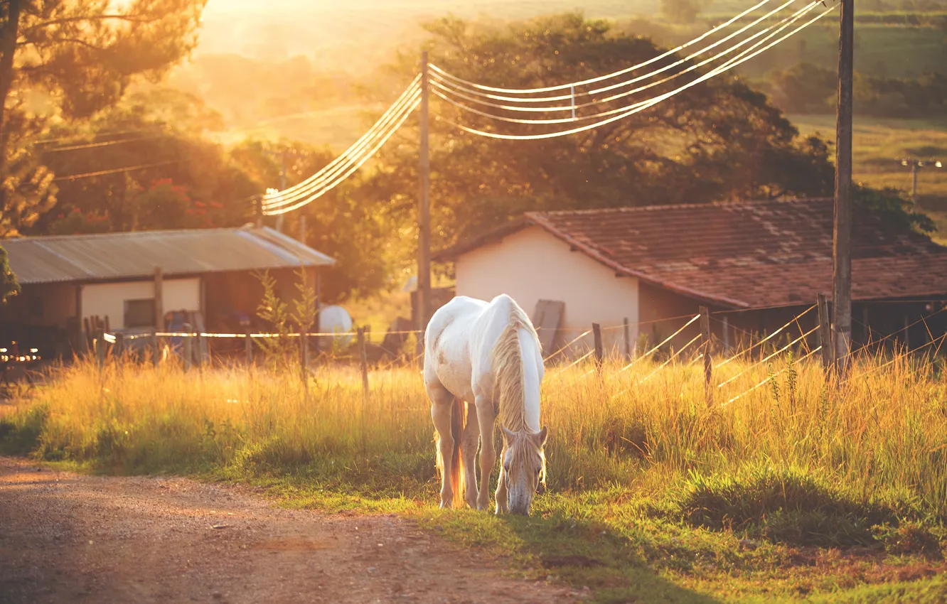 Фото обои дорога, крыша, осень, белый, трава, свет, деревья, природа