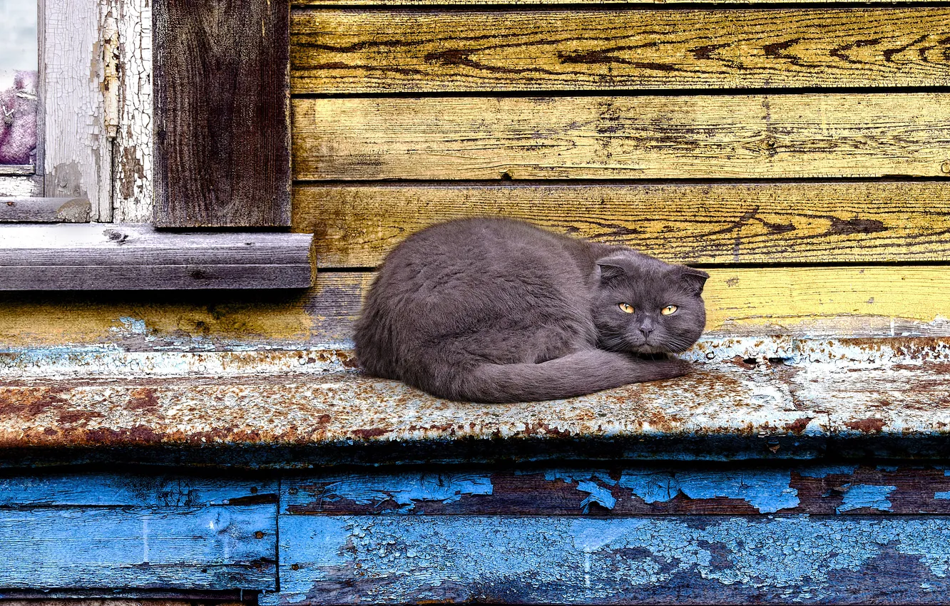 Фото обои кошка, кот, взгляд, поза, серый, доски, окно, хвост