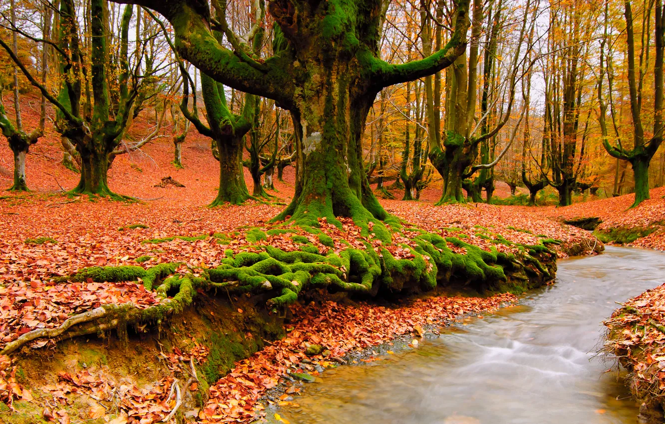 Фото обои осень, лес, природа, ручей, листва
