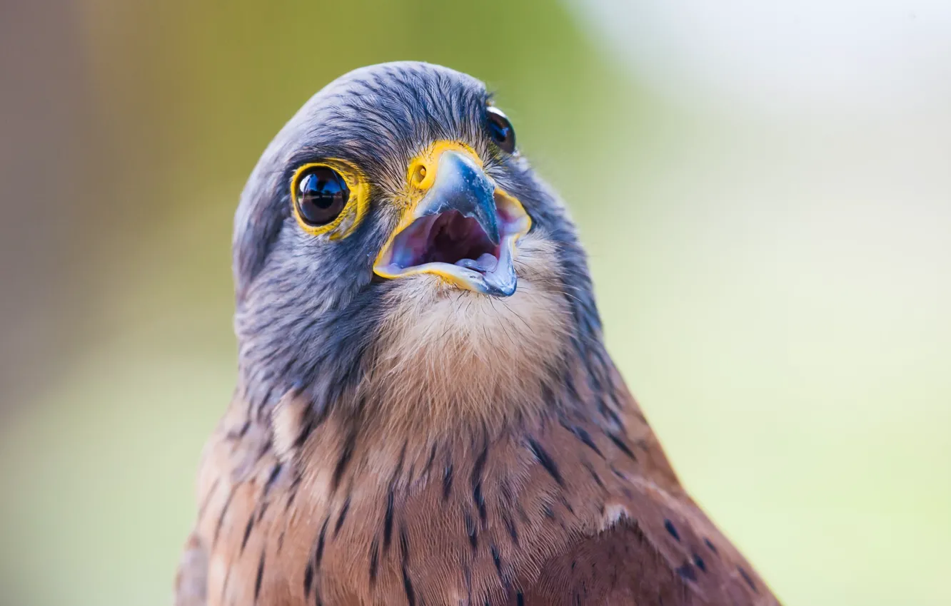 Фото обои крупный план, птица, удивление, клюв, close-up, bird, красавец, размытый фон