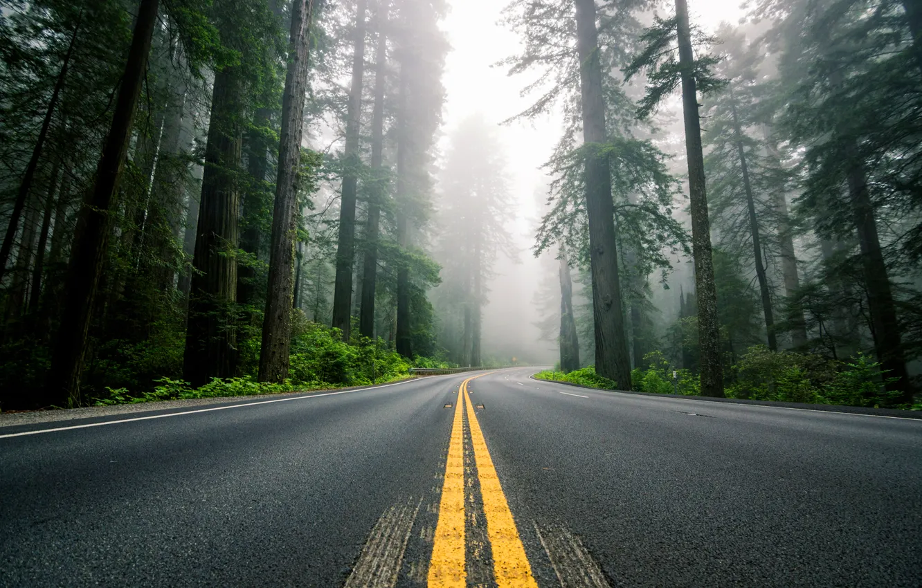 Фото обои дорога, лес, деревья, природа, туман, разметка, шоссе, США
