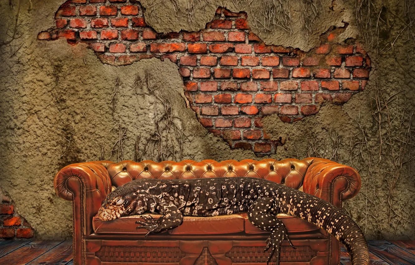 Фото обои Wall, pattern, floor, sofa, lizard, couch
