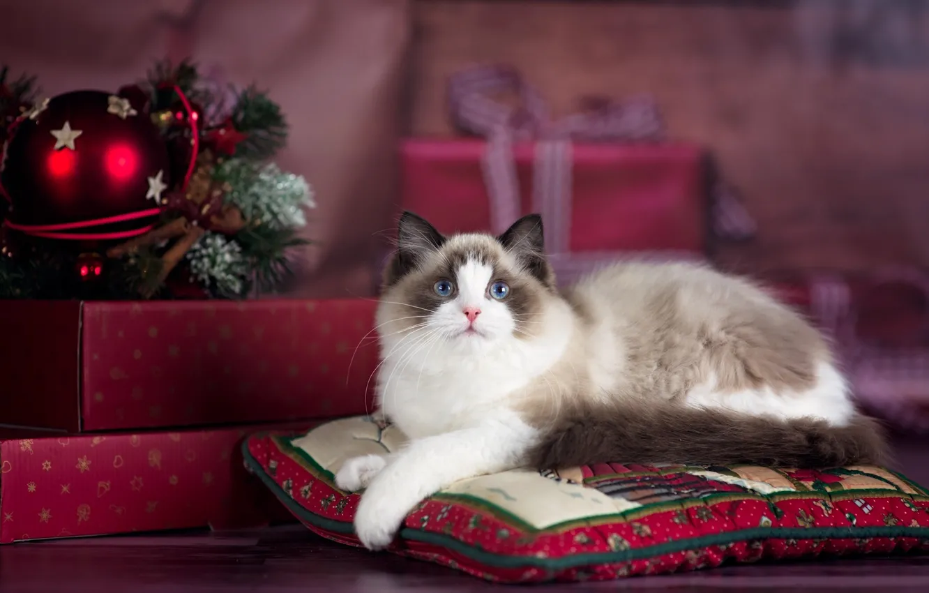 Фото обои кошка, кот, животное, праздник, новый год, рождество, подушки, подарки