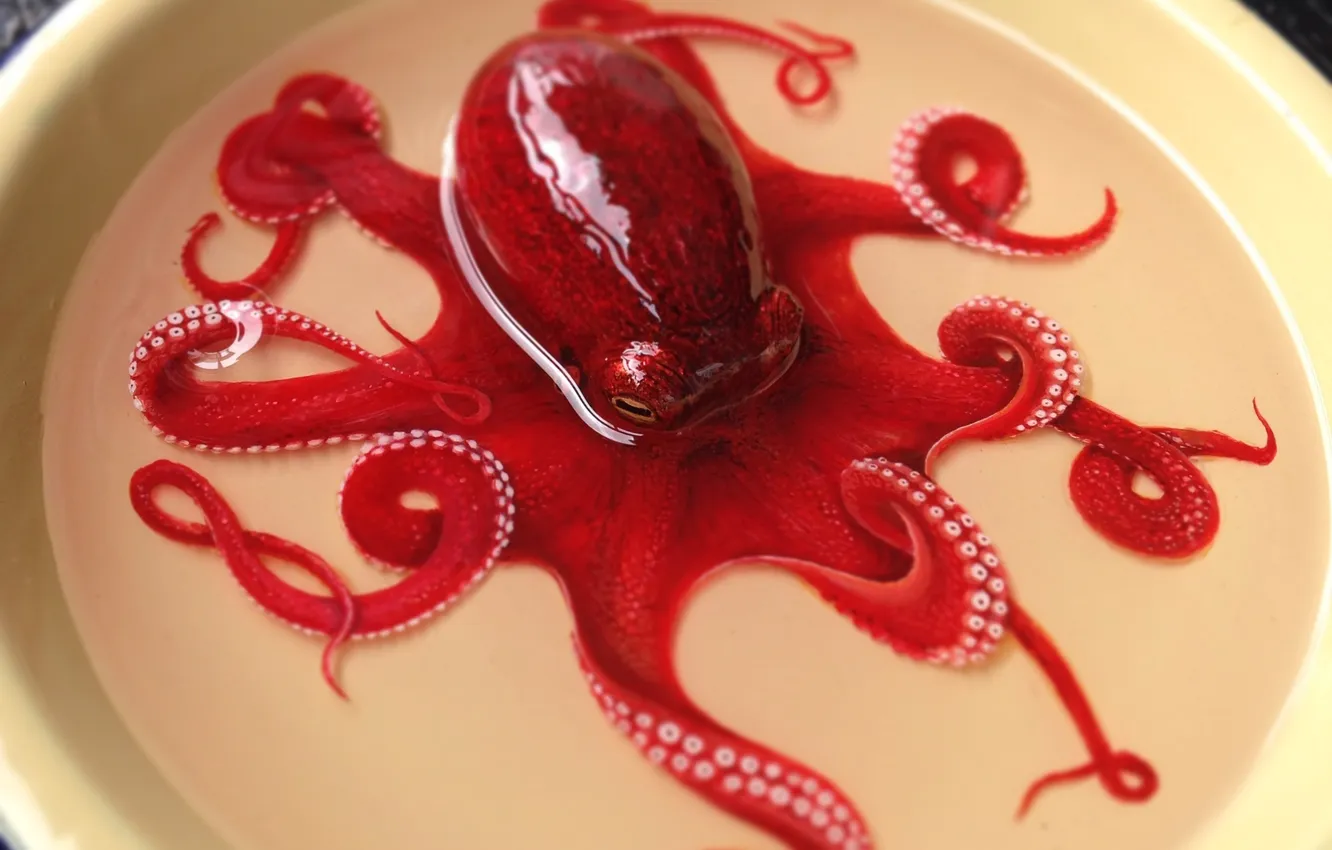 Фото обои вода, красный, арт, осьминог, тарелка