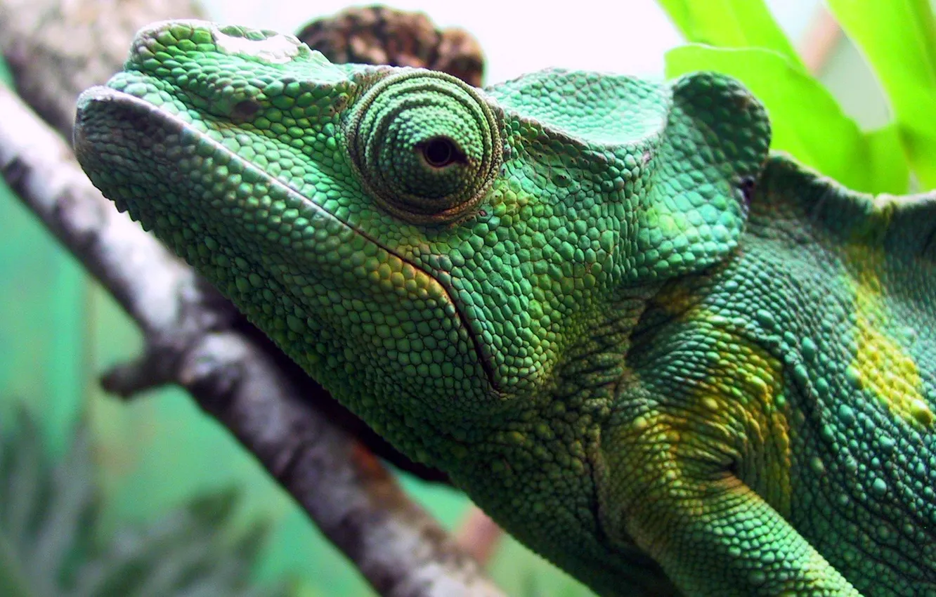 Фото обои глаз, ветка, джунгли, игуана, зелёная