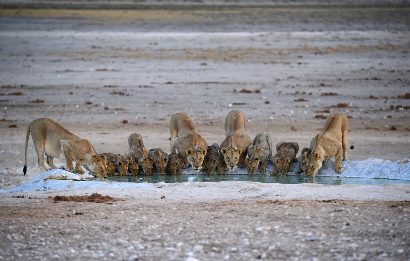 Фото обои вода, кошки, жажда, львы, прайд